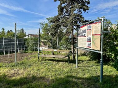 Die Kultur(er)erleben Tafel "Der Weinbau" - vor dem Weingarten Am Wagram, Deutsch-Wagram